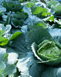 Cabbage